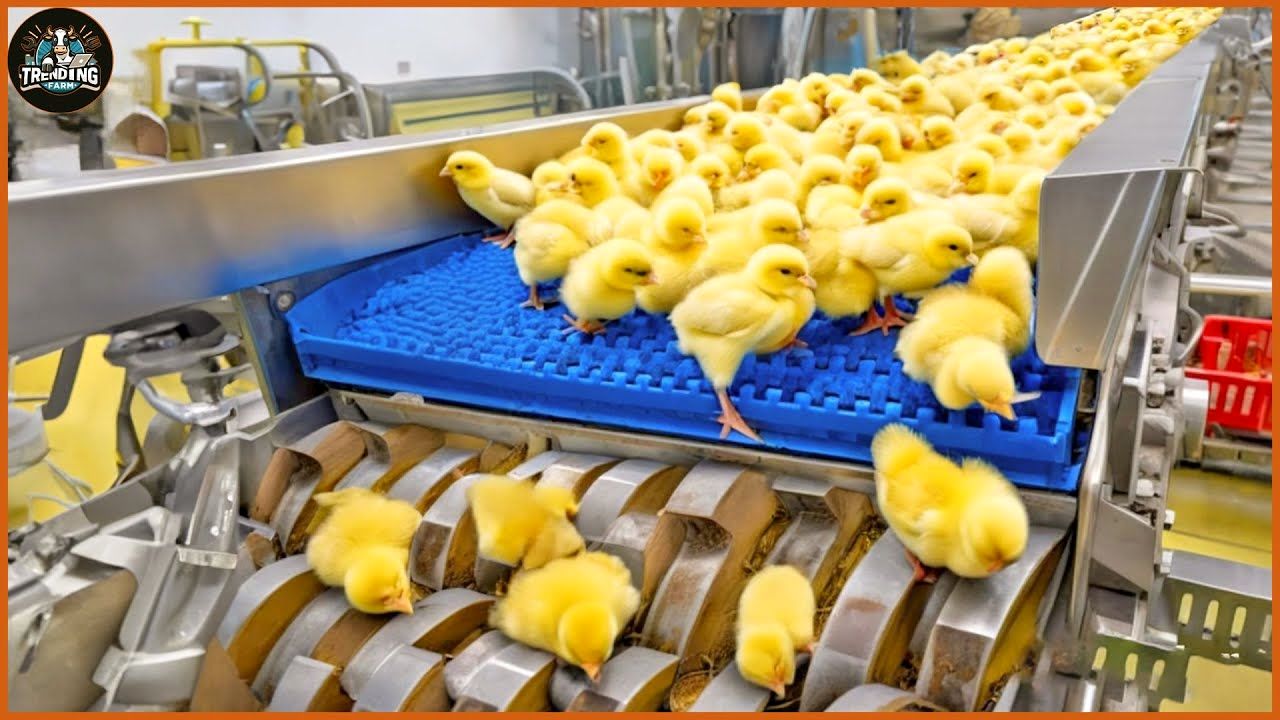 (ویدئو) فرآیند جوجه کشی، پرورش مرغ و فرآوری مدرن گوشت میلیون ها مرغ در آمریکا