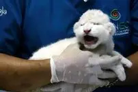 ببینید| تولد دو توله شیر سفید کمیاب در باغ‌وحش ونزوئلا