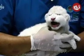 ببینید| تولد دو توله شیر سفید کمیاب در باغ‌وحش ونزوئلا