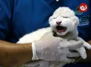 ببینید| تولد دو توله شیر سفید کمیاب در باغ‌وحش ونزوئلا