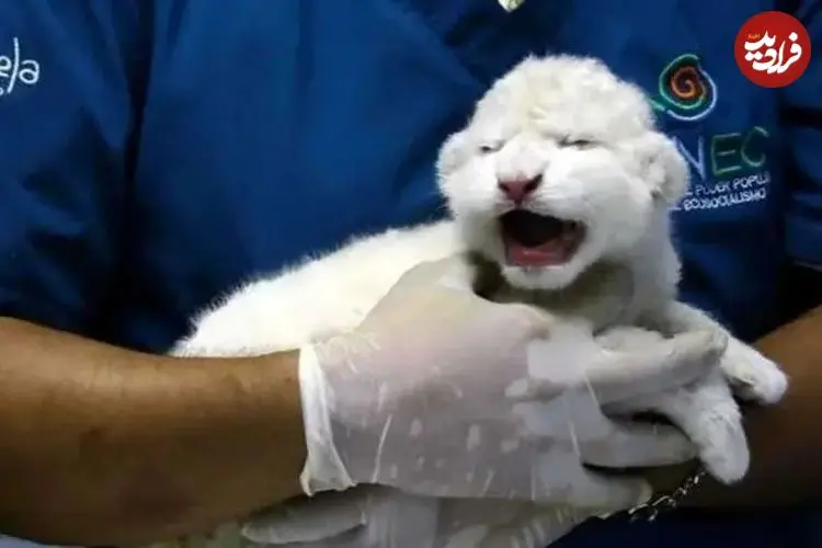 ببینید| تولد دو توله شیر سفید کمیاب در باغ‌وحش ونزوئلا