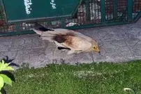 کشف گونه بسیار نادر یک پرنده خبرساز شد