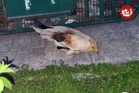 کشف گونه بسیار نادر یک پرنده خبرساز شد