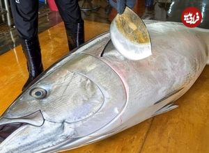 ببینید؛ مهارت تماشایی سرآشپز ژاپنی در برش ماهی تن 228 کیلوگرمی و تهیه ساشیمی 