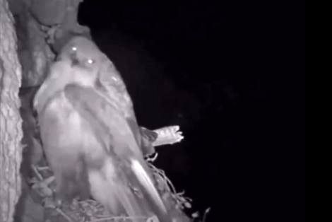 (ویدئو) شکار حیرت انگیز عقاب در شب توسط جغد