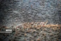 قرخود خراسان شمالی؛ زیستگاهی زنده و در حال تحول