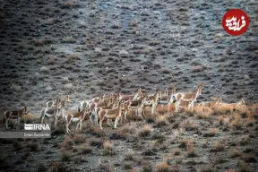 قرخود خراسان شمالی؛ زیستگاهی زنده و در حال تحول