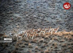 قرخود خراسان شمالی؛ زیستگاهی زنده و در حال تحول