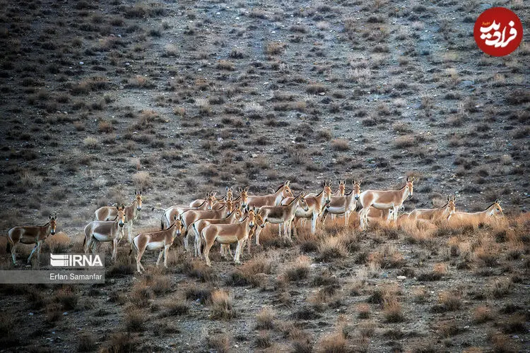 قرخود خراسان شمالی؛ زیستگاهی زنده و در حال تحول