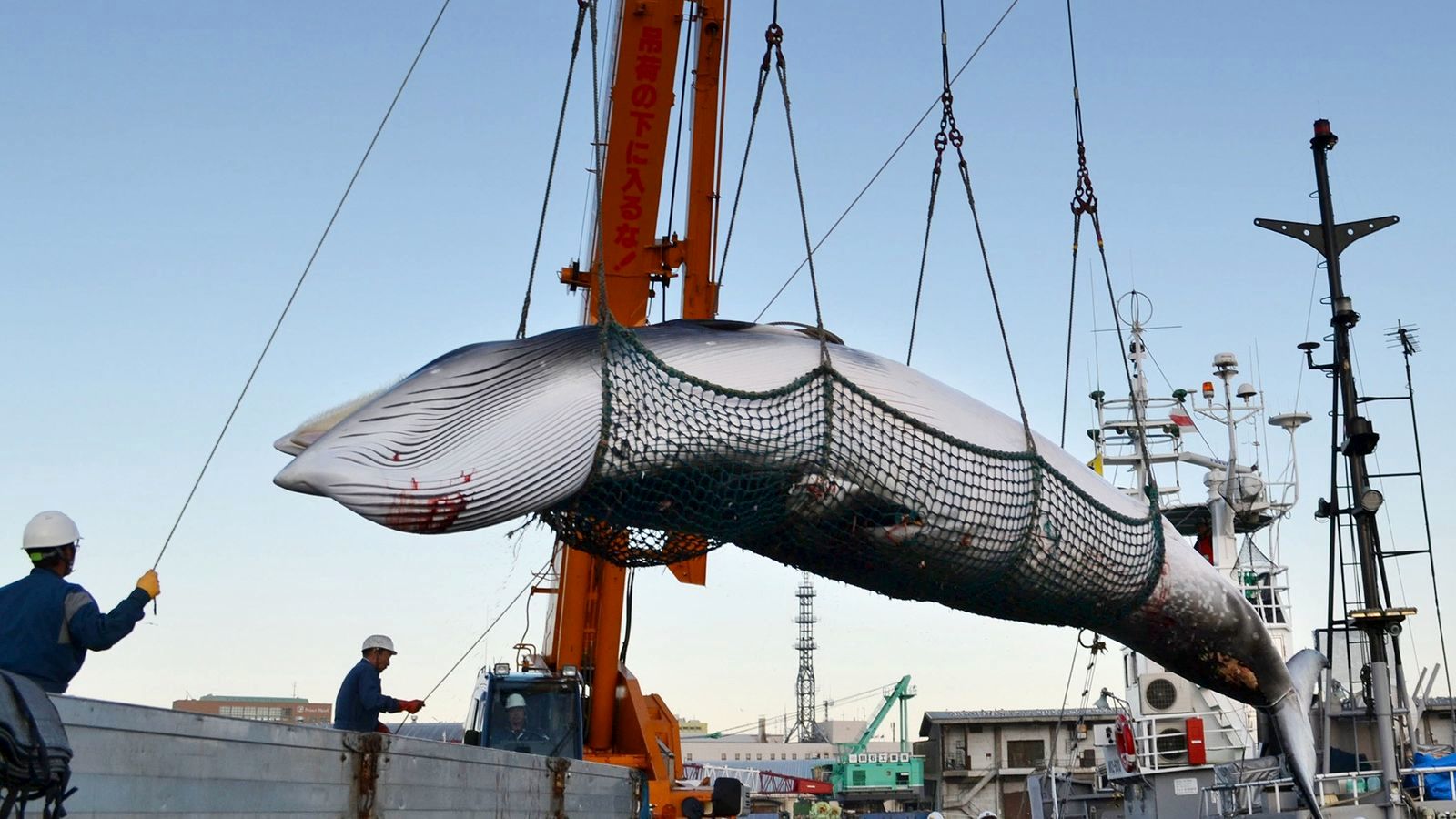 (ویدئو) نمایی نزدیک از صید، برش و پردازش نهنگ های غول پیکر توسط صیادان ژاپنی