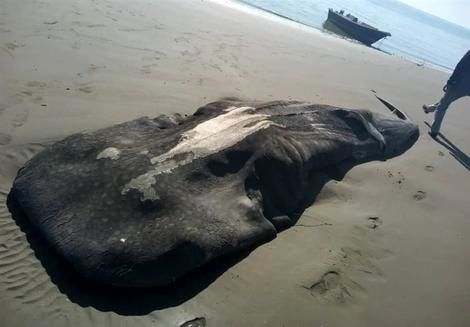 (ویدئو) تلف شدن ده‌ها نهنگ در سواحل اسکاتلند