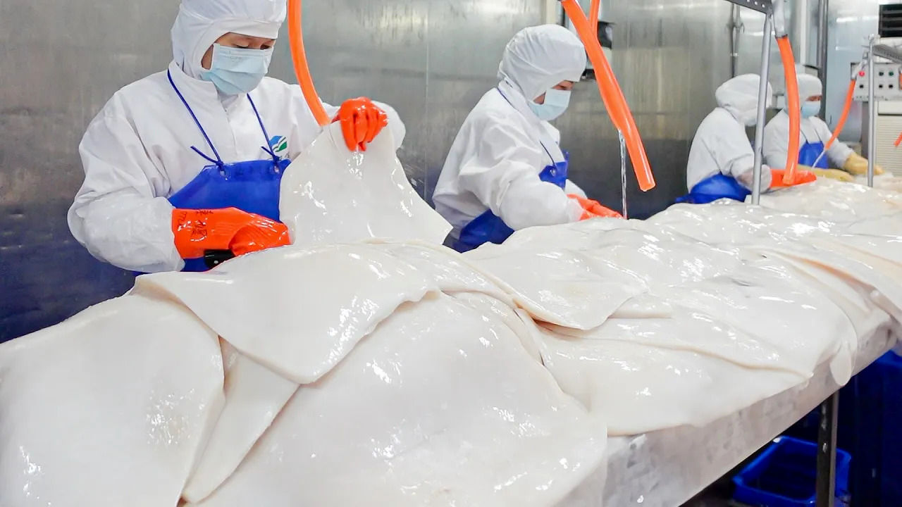 (ویدئو) نمایی نزدیک از برش زدن ده ها تن ماهی مرکب بزرگ در کارخانه چینی