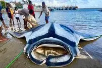 ببینید| صید یک سفره ماهی غول پیکر 1000 کیلوگرمی و برش زدن آن در سواحل سریلانکا