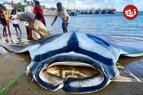 ببینید| صید یک سفره ماهی غول پیکر 1000 کیلوگرمی و برش زدن آن در سواحل سریلانکا