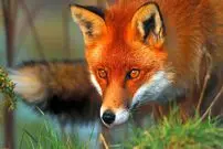 ببینید؛ شکار موش توسط روباه در میدان هفت تیر تهران