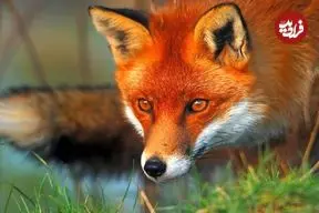 ببینید؛ شکار موش توسط روباه در میدان هفت تیر تهران