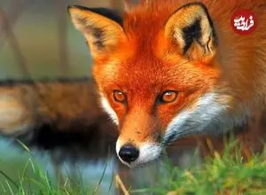 ببینید؛ شکار موش توسط روباه در میدان هفت تیر تهران