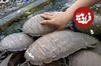 ببینید| غذای خیابانی در ویتنام؛ پخت دو نوع غذا با ایزوپاد غول پیکر در هانوی
