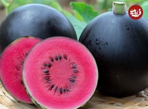 گرانترین میوههای جهان؛ از مِلون ژاپنی تا آناناس انگلیسی