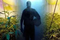 خانه یک ستاره لیگ برتری تبدیل به مزرعه ماری جوانا شد! 