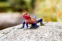 آگامای موآنزا؛ مارمولکی که لباس «مرد عنکبوتی» را بر تن دارد