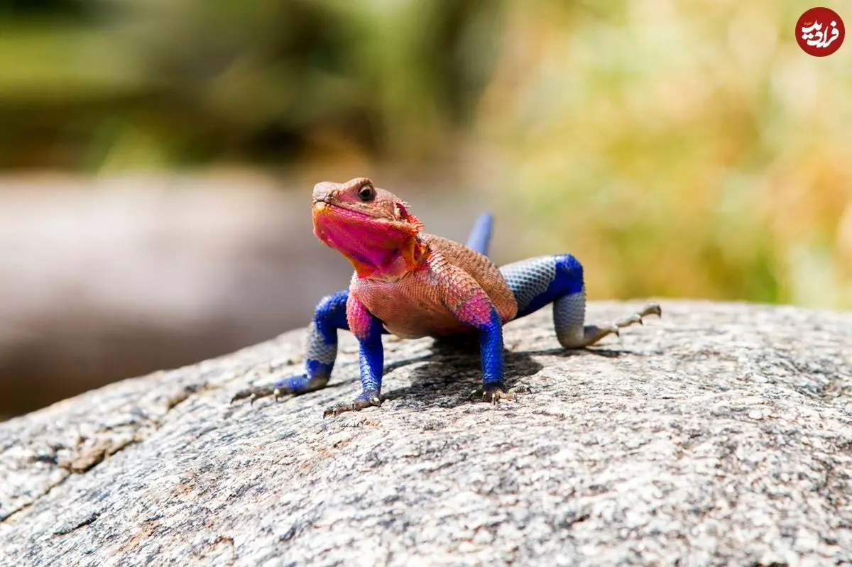 آگامای موآنزا؛ مارمولکی که لباس «مرد عنکبوتی» را بر تن دارد