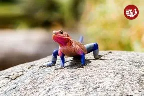 آگامای موآنزا؛ مارمولکی که لباس «مرد عنکبوتی» را بر تن دارد