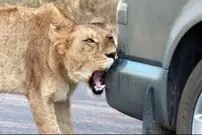 ببینید| رفتار عجیب شیر؛ وقتی سلطان جنگل سپر ماشین را با شکار اشتباه می گیرد!