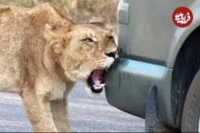 ببینید| رفتار عجیب شیر؛ وقتی سلطان جنگل سپر ماشین را با شکار اشتباه می گیرد!