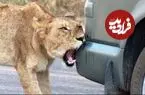 ببینید| رفتار عجیب شیر؛ وقتی سلطان جنگل سپر ماشین را با شکار اشتباه می گیرد!