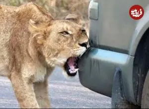ببینید| رفتار عجیب شیر؛ وقتی سلطان جنگل سپر ماشین را با شکار اشتباه می گیرد!