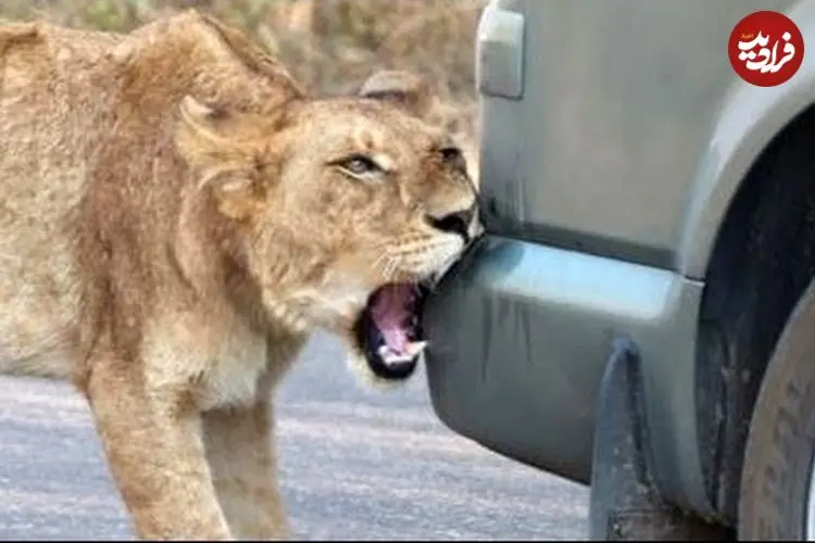 ببینید| رفتار عجیب شیر؛ وقتی سلطان جنگل سپر ماشین را با شکار اشتباه می گیرد!