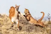 (ویدئو) لحظات نفس‌گیر شکار یک لاما توسط شیرکوهی تیزچنگال!