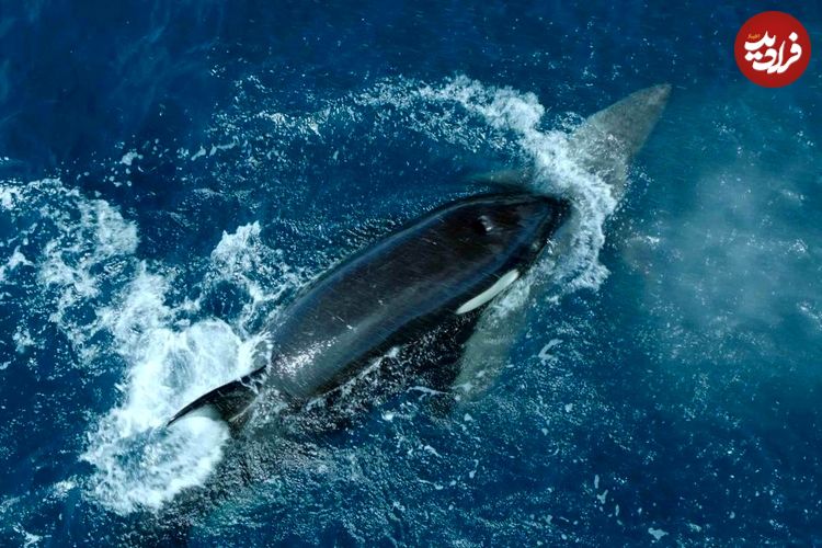 (ویدئو) نهنگ قاتل با ضربه‌ای مرگبار کوسه سفید را شکست داد!