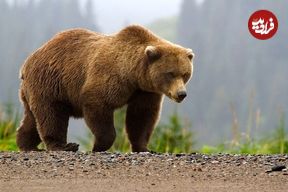 ببینید؛ لحظه حمله خرس به محیطبان بعد از آزادسازی در طبیعت!