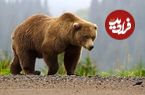 ببینید؛ لحظه حمله خرس به محیطبان بعد از آزادسازی در طبیعت!