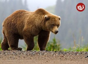 ببینید؛ لحظه حمله خرس به محیطبان بعد از آزادسازی در طبیعت!
