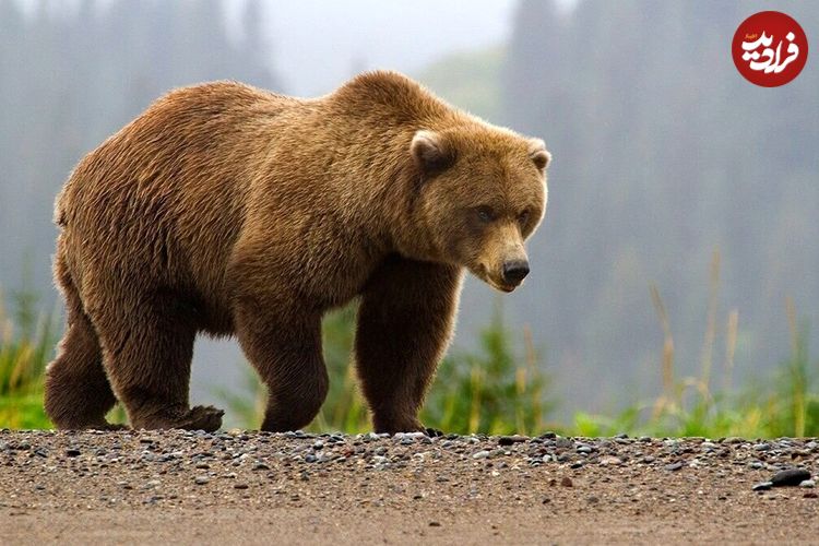 ببینید؛ لحظه حمله خرس به محیطبان بعد از آزادسازی در طبیعت!