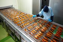 ببینید؛ مراحل فرآوری و بسته بندی 8 تن ماهی قزل آلا در یک کارخانه مدرن در ژاپن 