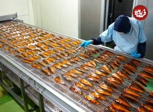 ببینید؛ مراحل فرآوری و بسته بندی 8 تن ماهی قزل آلا در یک کارخانه مدرن در ژاپن 