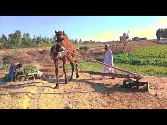(ویدئو) فرهنگ روستایی در پنجاب پاکستان؛ آسیاب کردن محصول با کمک شتر و چرخ فلزی!