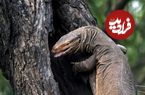 عکس؛ حیات وحش؛ صحنۀ نبرد حماسی «طوطی و سوسمار» که برندۀ جایزۀ عکاسی شد