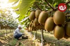 ببینید| مراحل کاشت، برداشت و فرآوری کیوی در استرالیا