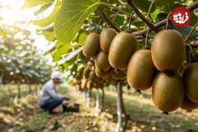 ببینید| مراحل کاشت، برداشت و فرآوری کیوی در استرالیا