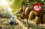 ببینید| مراحل کاشت، برداشت و فرآوری کیوی در استرالیا