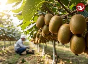 ببینید| مراحل کاشت، برداشت و فرآوری کیوی در استرالیا