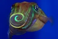 این ماهی برای جذب جفت «نور» را می‌پیچاند