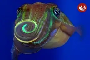 این ماهی برای جذب جفت «نور» را می‌پیچاند