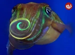 این ماهی برای جذب جفت «نور» را می‌پیچاند