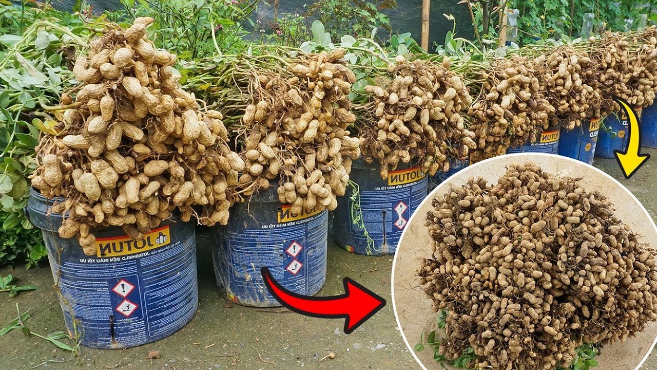 (ویدئو) چگونه بادام زمینی را در سطل پلاستیکی و در پشت بام بکاریم و برداشت کنیم؟